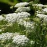 Wild carrot