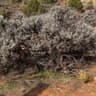 Desert Sagebrush