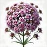 Vervain