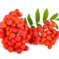 Ashberry