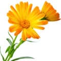 Calendula