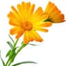 Calendula