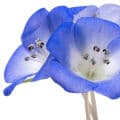 Nemophila