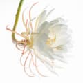 Queen of the Night Flower