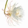 Queen of the Night Flower