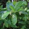 Acronychia pedunculata