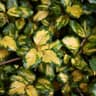Silverthorn