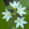 Asian Clintonia
