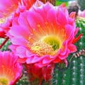 Cactus Blossom