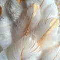 Feathers