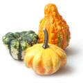Flowering Gourd