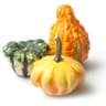 Flowering Gourd