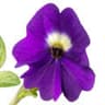 Amethyst Flower