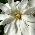Star Magnolia