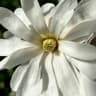 Star Magnolia