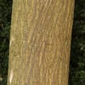 Paper Mulberry