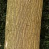 Paper Mulberry