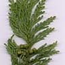 False Cypress