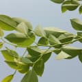 Rosewood Leaf