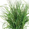 Sedge