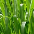 Gingergrass