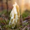 Pinesap