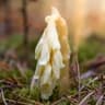 Pinesap