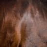 Horse skin
