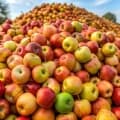 Cider Apple