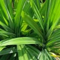 Pandan