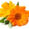 Marigold