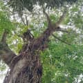 Bulletwood Tree