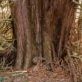 Western redcedar