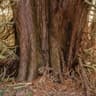 Western redcedar