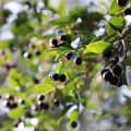 Maqui Berry