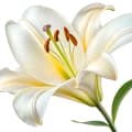 Madonna Lily