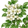 Orange Jasmine
