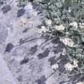 Achillea Olympus