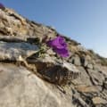 Olymra plant accord