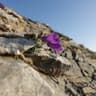 Olymra plant accord