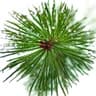 Pine