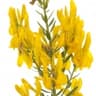 Dyer’s Greenweed