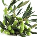 Olive Tree