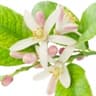 Lemon Blossom