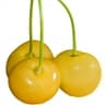 White Cherry
