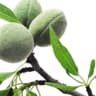 Almond Tree
