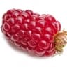 Tayberry