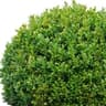 boxwood