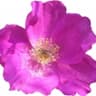 Hamanasu or Japanese Rose