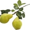Pear Wood